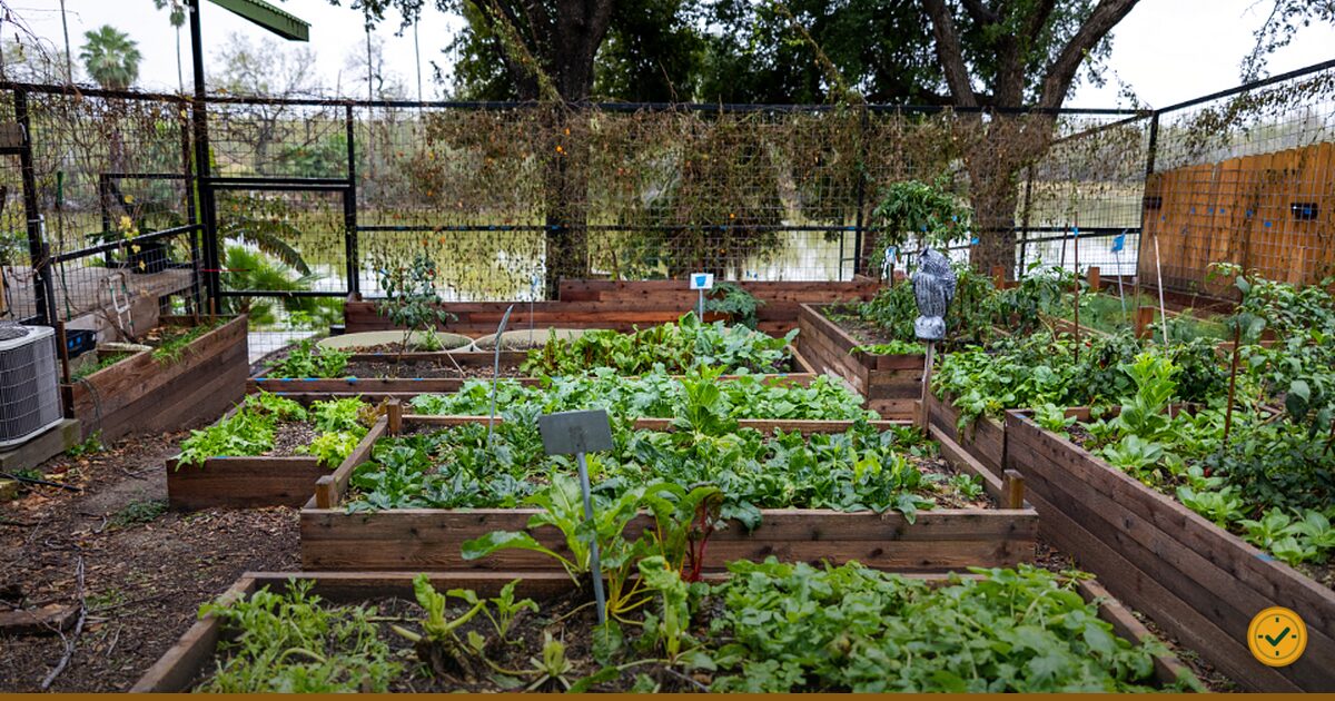 Raised vegetable beds full of leafy greens